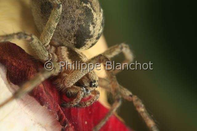 Agelenidae_1389.JPG - France, Morbihan (56), Araneae, Agelenidae, Araignée, Agélène à labyrinthe (Agelena labyrinthica), Labyrinth Spider